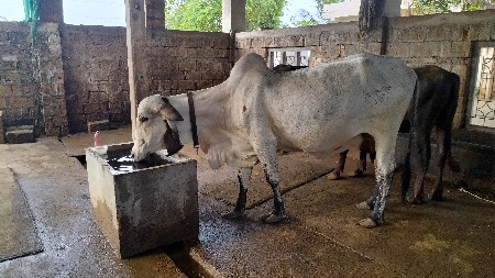 ગાય