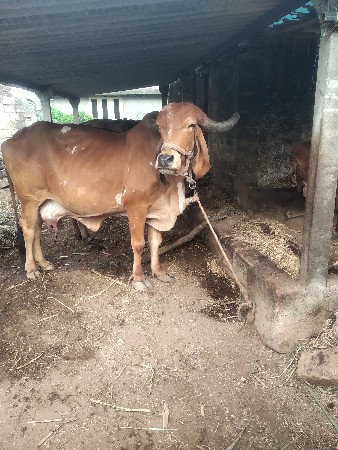 કરમુરસંજયભાઈ