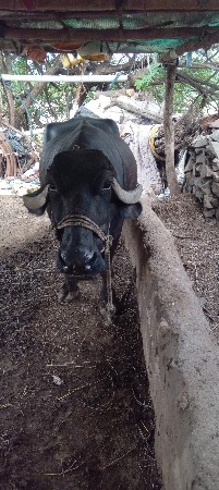 vasvani