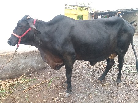 ગીર કૉસ છે