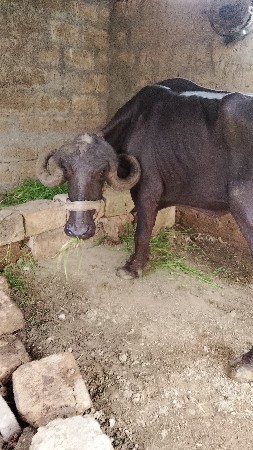 અમિત રાઠોડ