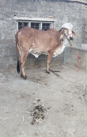 હોડકી વેચવાની છે