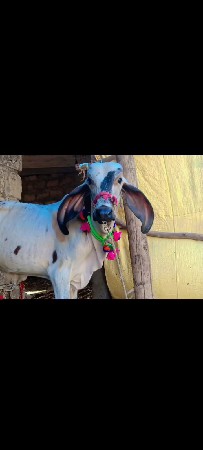 વેસ