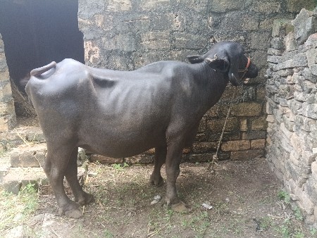 ભેંશ વેચવાનિ પેલુવેતર છે