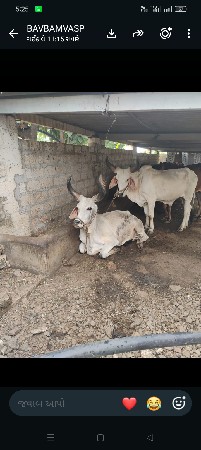 ગોઢલા વહેંચવા ના છે