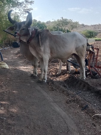 वेचवाना2दाते