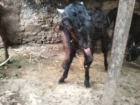 બોકડો વેચવાનો છે