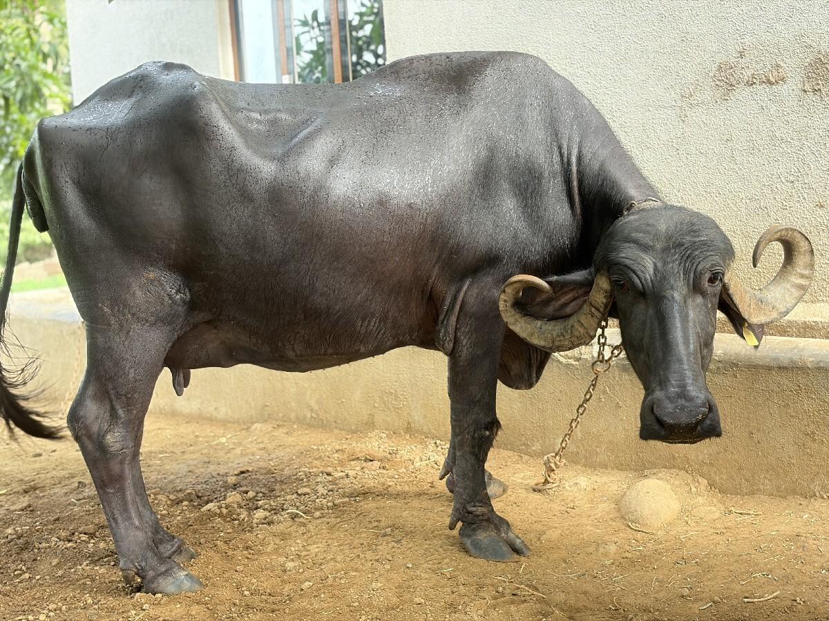 ભેંસ 3જૂ વેતર