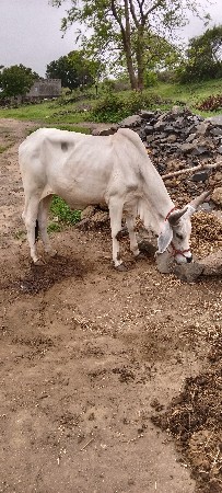 બળદ વેચવાના છે