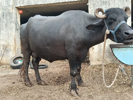 આ ભેંસ વેચવાની છે