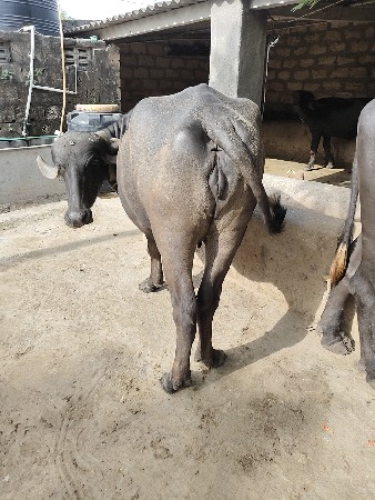 ખળેલી વેચવા ની
8 મહીના ની ધાભણ