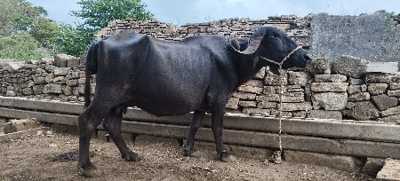 ભેંસ વેચવાની છે
