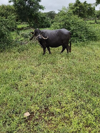 ભેંશ વેશવાનીછે