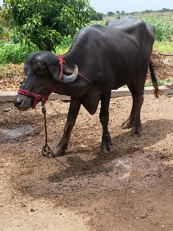 2 ખડેલા