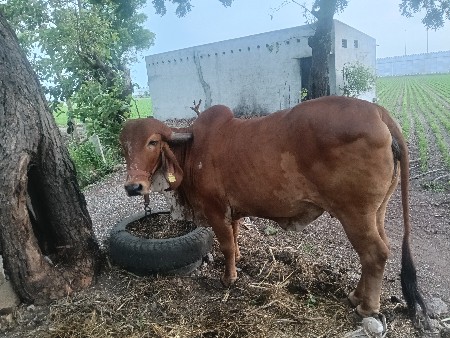 hodki vechvani che