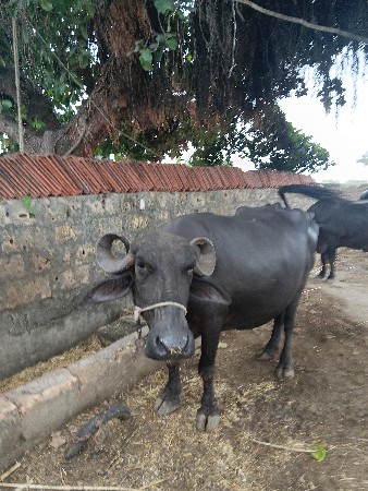ભેશ વેચવાની છે