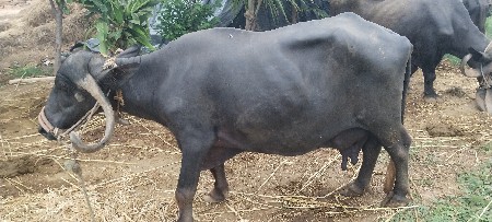2 હોડાકી ને 1 ભેંસ વેસવા ના સે