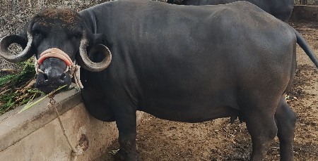 vechvani se