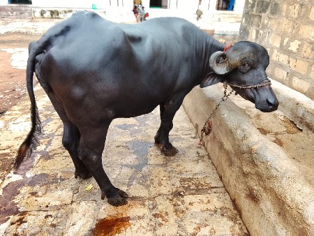 બીજું વેતર ઘાભ છે