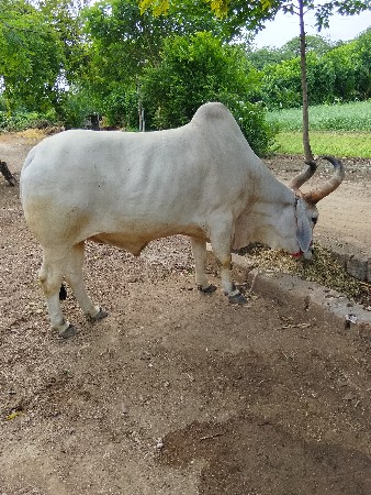 બળદ વેચવાનો છે