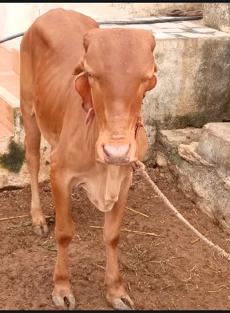 કપિલા વાછરડી વેચવાની છે