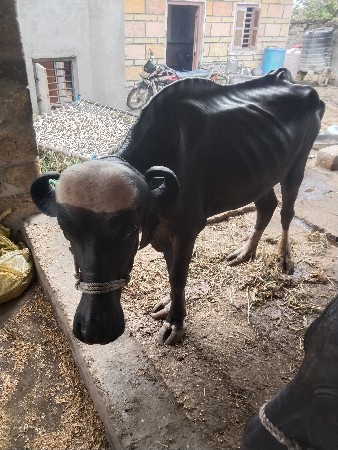 ખડેલીવેસવાનીસે