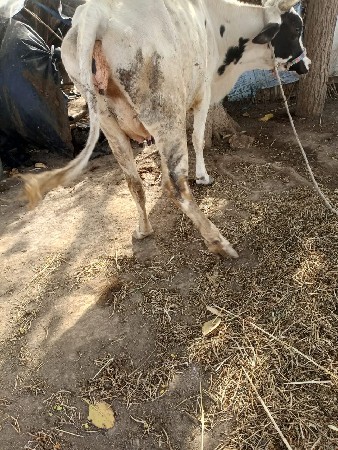 જર્સી ગાય વેચવાની છે