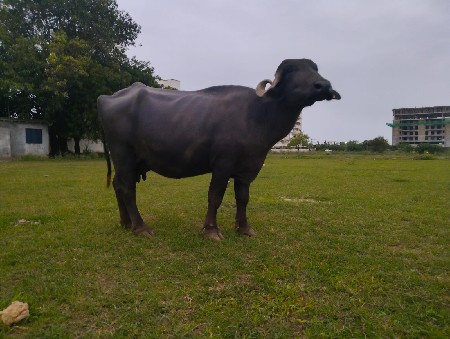 ભેશવેચવાનિછે