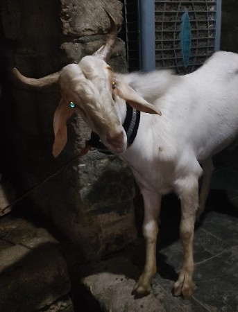 બકરો વેચવાનો છે