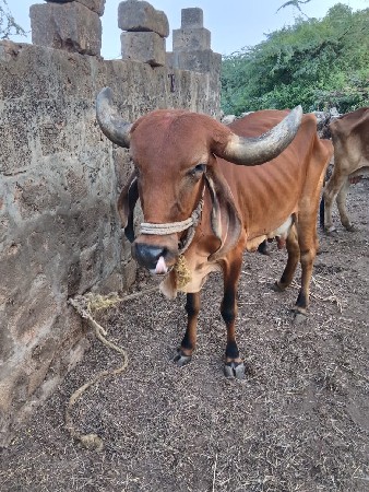 શિક્ષક નો દાખલો