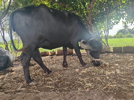 ભેશ વેચાવ ની છે