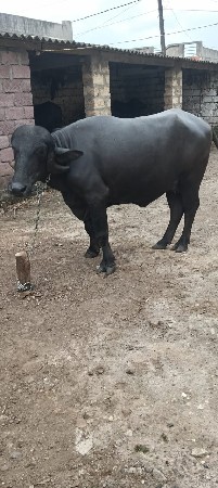 વે