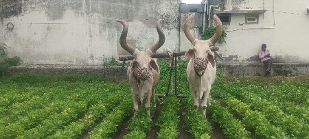 બળદ વેચવાના સે