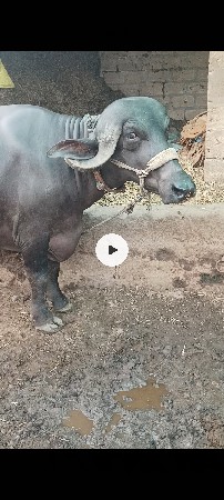 ભેંસ વેચવાની છે