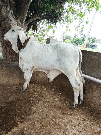 bull