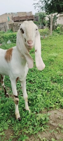 Hyderabadi bakri devani se