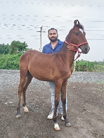 વસેરો વેચવા નો છે