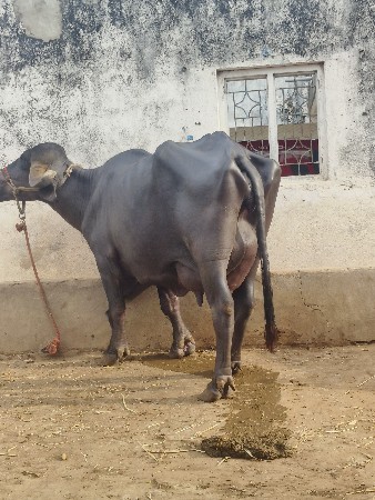 ભેસ વેસવાની છે વેતર 3