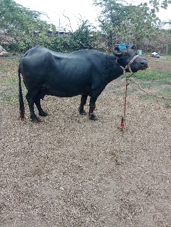 ભેંસ વેચવાની છે