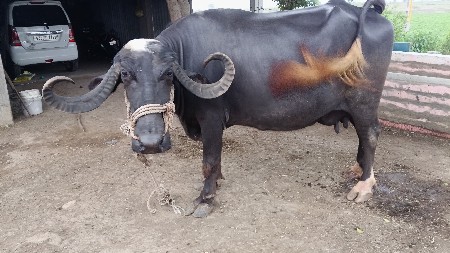 ભેંસ વેચવાની છે