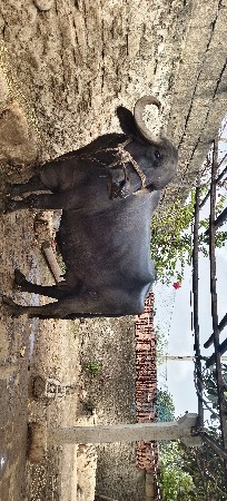 ભેંશ વેશવાની છે