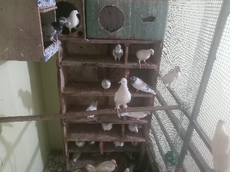 કબૂતર દેવાના છૈ ફૂલ ઉદાન