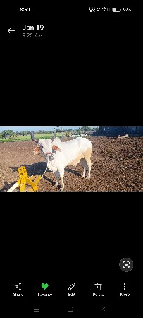 ગોઢલા બળદ વેચવાનો છે