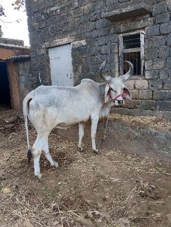 ગોઠલા વેચવાના છે 
સાવ સોજા છે