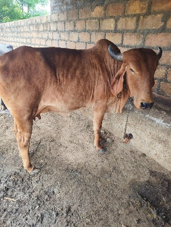 ગાય વેચવાનું છે