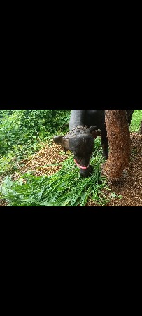 ભેંસ વેચવાની