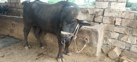 પાડો