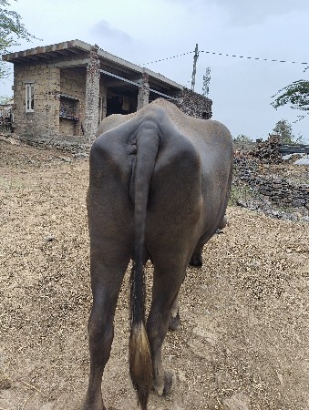 ભેંસ