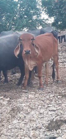 તન હોડકી વેચવાની છે