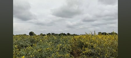 તુવેર નો પાલો(ભૂકો) વેચવા નો છે